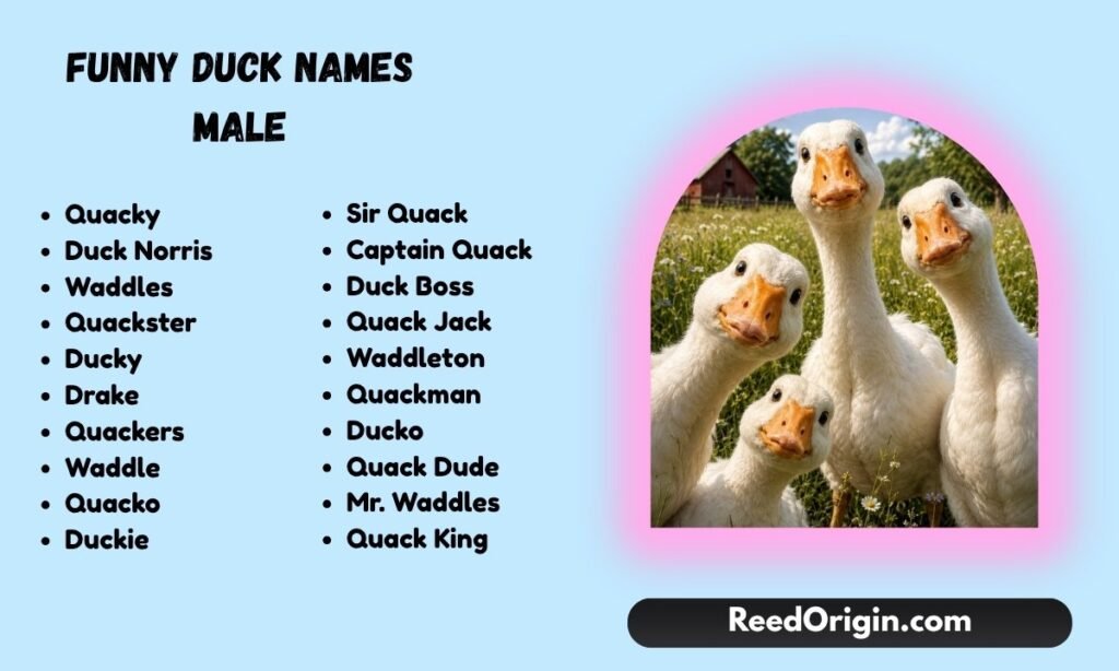 Funny duck names male